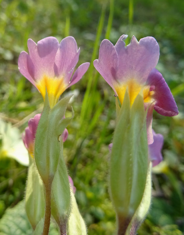 cultivar di P. vulgaris, Primula vulgaris e Primula veris